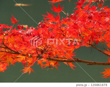 秋の風景：紅葉：モミジ：イロハモミジ：紅葉谷：水連池 120861878