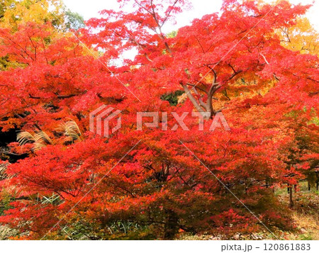 秋の風景:紅葉:モミジ:イロハモミジ:紅葉谷 秋の風景:紅葉:モミジ:イロハモミジ:紅葉谷 120861883
