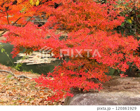 秋の風景:紅葉:ドウダンツツジ:モミジ:イロハモミジ:紅葉谷 秋の風景:紅葉:ドウダンツツジ:モミジ:イロハモミジ:紅葉谷 120861929