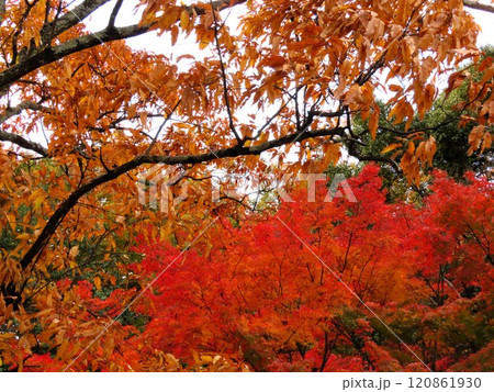 秋の風景:紅葉:モミジ:イロハモミジ:紅葉谷 秋の風景:紅葉:モミジ:イロハモミジ:紅葉谷 120861930