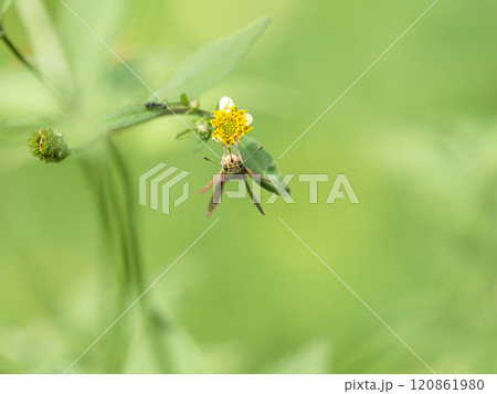 花の蜜を吸うセセリ 花の蜜を吸うセセリ 120861980