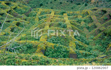 苔むした地形の風景 | 自然と調和した苔の階段 | 緑に覆われた自然のアート 苔むした地形の風景 | 自然と調和した苔の階段 | 緑に覆われた自然のアート 120862007