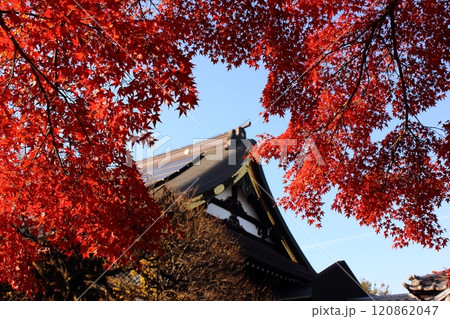 真っ赤に染まった福蔵院の楓と本堂(4) 真っ赤に染まった福蔵院の楓と本堂(4) 120862047