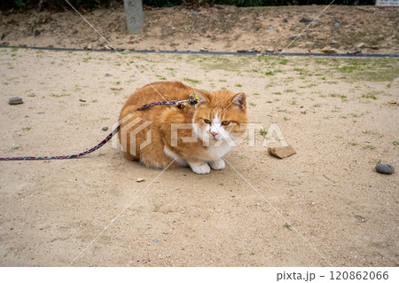 備中松山城の猫城主さんじゅーろー 120862066