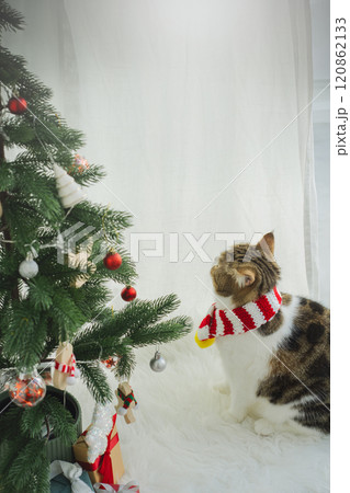 winter holiday and cat concept with scottish cat wear silk scarf and play with pine and christmas tree decorate background winter holiday and cat concept with scottish cat wear silk scarf and play with pine and christmas tree decorate background 120862133