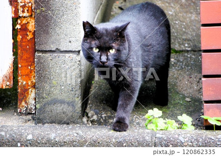 路地から出てきた黒猫 路地から出てきた黒猫 120862335