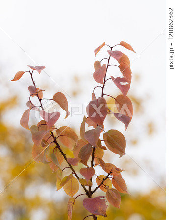 秋に紅葉したアンズの葉 秋に紅葉したアンズの葉 120862362
