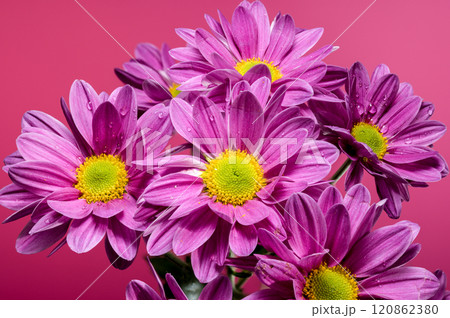Blooming pink chamomile chrysanthemum on a red background Blooming pink chamomile chrysanthemum on a red background 120862380