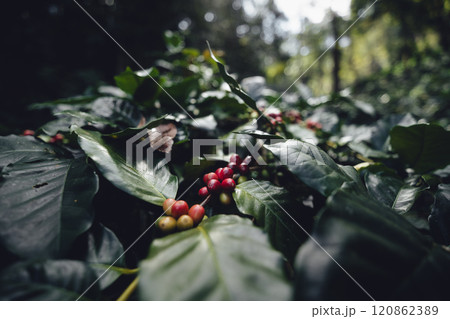 Red ripe coffee cherry beans at a coffee plantation 120862389
