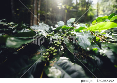 Raw coffee cherry beans at coffee plantation, 120862392