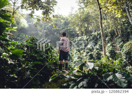 Coffee plantation under natural trees on the mountain 120862394