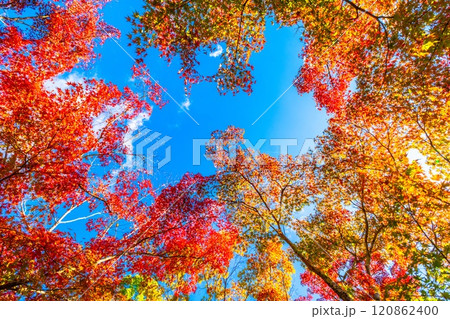 錦秋の京都 等持院の鮮やかな紅葉 錦秋の京都 等持院の鮮やかな紅葉 120862400