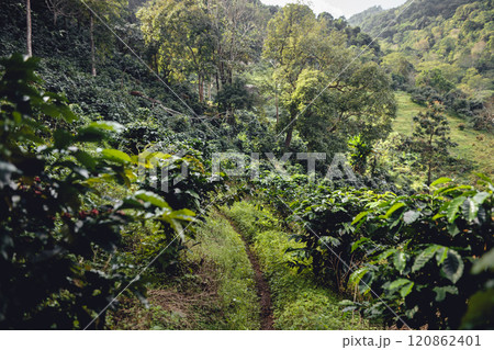 Arabica coffee in a mountain garden in Asia Arabica coffee in a mountain garden in Asia 120862401