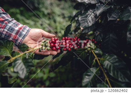 Farmer's hand with ripe coffee beans in the garden Farmer's hand with ripe coffee beans in the garden 120862402