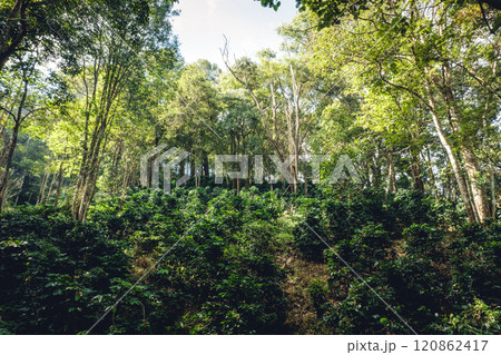 Arabica coffee in a mountain garden in Asia 120862417
