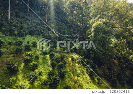 aerial view coffee garden Picture of coffee garden on the mountain and under natural trees 120862418