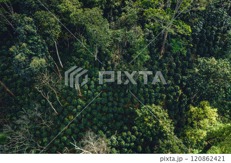 aerial view coffee garden Picture of coffee garden on the mountain and under natural trees 120862421