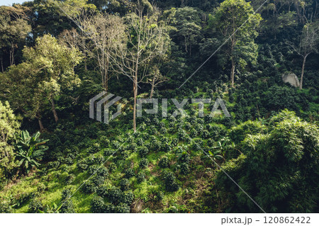 aerial view coffee garden Picture of coffee garden on the mountain and under natural trees 120862422