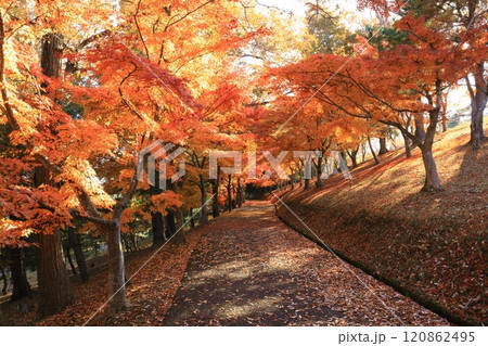 紅葉の道 紅葉の道 120862495