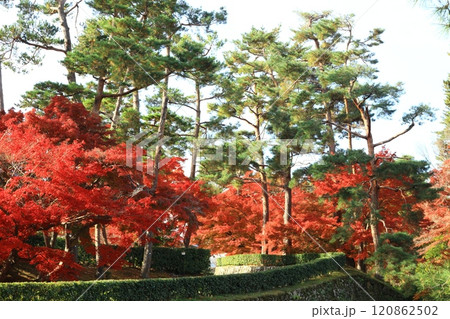 松林と紅葉 120862502
