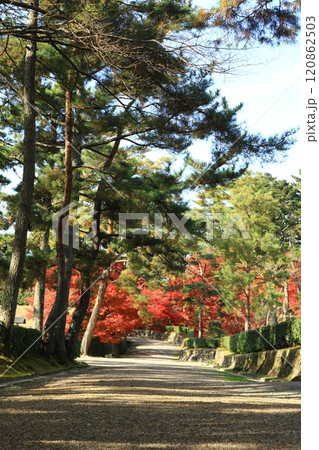 松並木と紅葉 松並木と紅葉 120862503