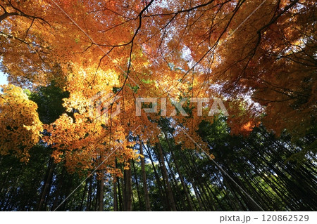 輝く紅葉 120862529