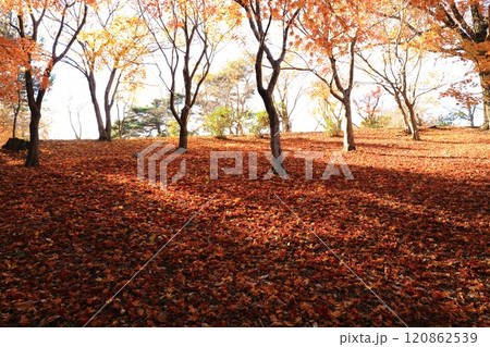 一面の散紅葉 120862539