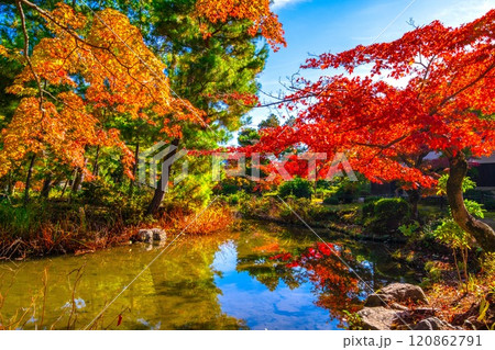 錦秋の京都 等持院の鮮やかな紅葉 120862791