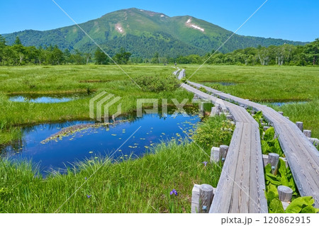 夏の群馬県の尾瀬 上田代から池塘(ちとう)、至仏山(しぶつさん)方面の眺望 120862915