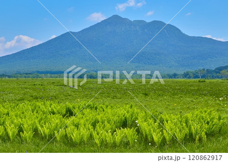夏の群馬県の尾瀬 牛首分岐付近からシダ植物越しに燧ヶ岳方面の眺望 120862917
