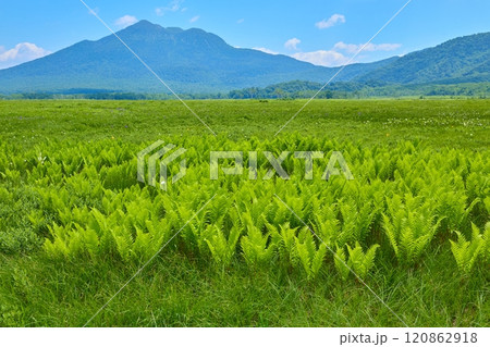 夏の群馬県の尾瀬 牛首分岐付近からシダ植物越しに燧ヶ岳方面の眺望 120862918