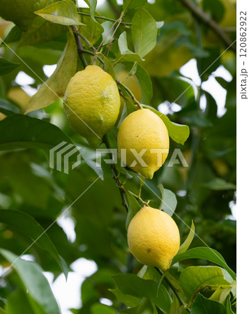 枝の黄色いレモン 120862922
