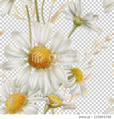 Seamless floral pattern of chamomiles,buds,stems,daisy petals,dried flowers,on white background in vertical line direction in soft warm colors for textile, stationery,fashion industry 120863288