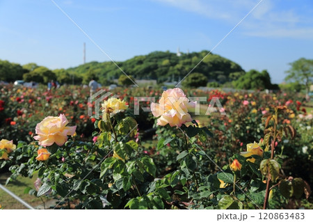 荒尾市 おもやい市民花壇 バラの花、 荒尾市 おもやい市民花壇 バラの花、 120863483