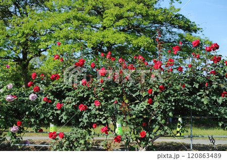 荒尾市 おもやい市民花壇 バラの花、 荒尾市 おもやい市民花壇 バラの花、 120863489