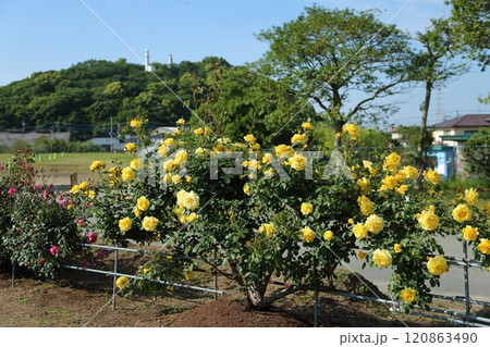 荒尾市 おもやい市民花壇 バラの花、 荒尾市 おもやい市民花壇 バラの花、 120863490