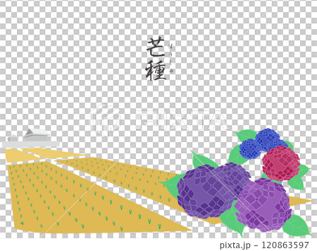 二十四節気の芒種カラー壁紙イラスト 120863597