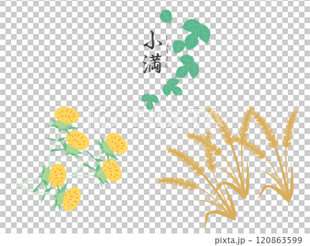 二十四節気の小満カラー壁紙イラスト 120863599