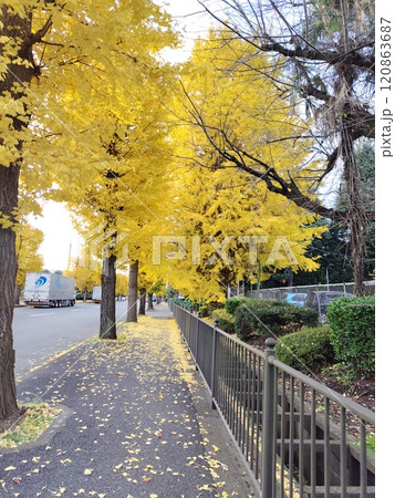 銀杏並木が続く歩道 120863687