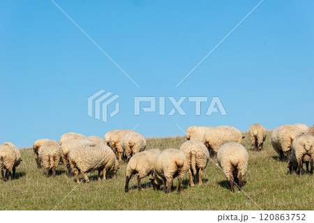 Herd of sheep grazing on pasture 120863752