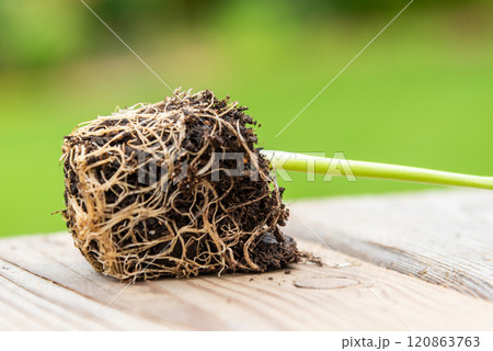 Tray with vegetable seedling on wooden work bench 120863763