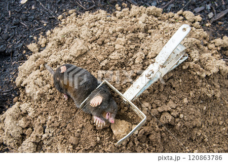 Trapped mole lying on the mole hill 120863786