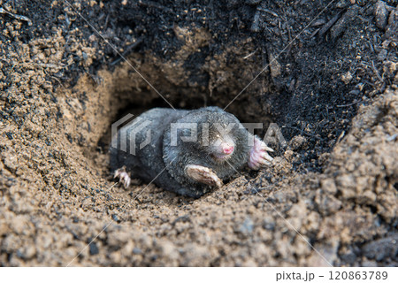 Mole crawling out of the tunnel 120863789