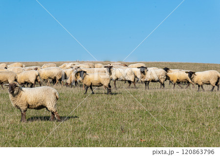 Herd of sheep grazing on pasture 120863796