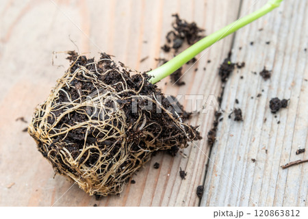 Tray with vegetable seedling on wooden work bench 120863812