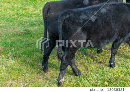 Detail of a rear side of black Angus cow Detail of a rear side of black Angus cow 120863814