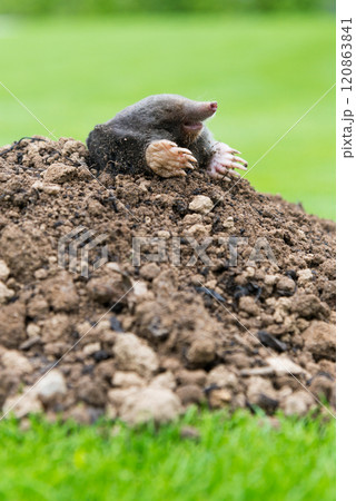 Mole crawling out of the tunnel - making damge to the lawn 120863841