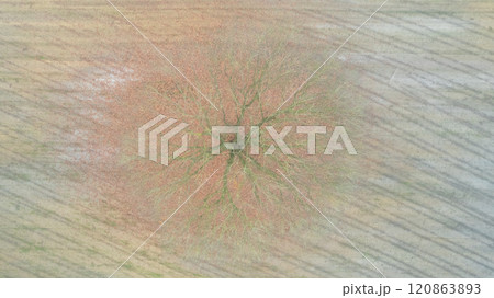 An aerial view shows a majestic tree in a stunning landscape of vibrant green fields An aerial view shows a majestic tree in a stunning landscape of vibrant green fields 120863893