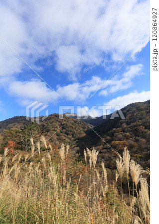晩秋の四国、紅葉の剣山（国道439号線から見る） 120864927