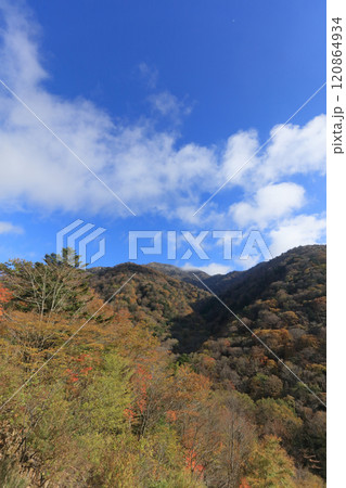 晩秋の四国、紅葉の剣山（国道439号線から見る） 120864934